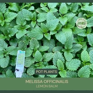 4 Pot Melissa officinalis Lemon Balm Medicinal Culinary Uses Calming Herb Stress and Anxiety Relief Loved by Pollinators image 1