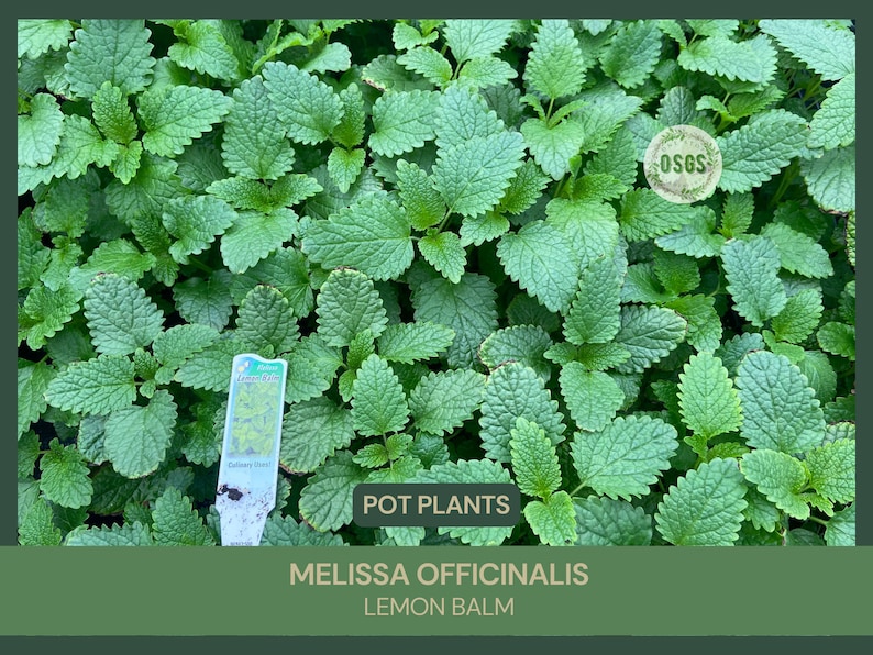 4 Pot Melissa officinalis Lemon Balm Medicinal Culinary Uses Calming Herb Stress and Anxiety Relief Loved by Pollinators image 1