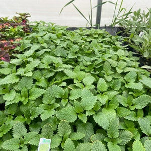 4 Pot Melissa officinalis Lemon Balm Medicinal Culinary Uses Calming Herb Stress and Anxiety Relief Loved by Pollinators image 6