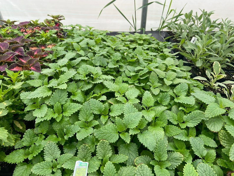 4 Pot Melissa officinalis Lemon Balm Medicinal Culinary Uses Calming Herb Stress and Anxiety Relief Loved by Pollinators image 6