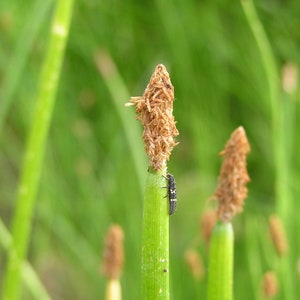 Eleocharis palustris Creeping Spikerush Bareroot Aquascape Live Plant Freshly Collected Sedge Family Wetland Restoration image 2