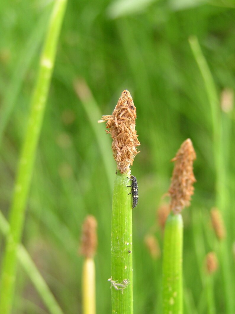 Eleocharis palustris Creeping Spikerush Bareroot Aquascape Live Plant Freshly Collected Sedge Family Wetland Restoration image 2