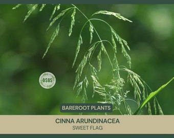 Cinna arundinacea | Sweet Woodreed | Bareroot |  Live Plant | Freshly Collected | Native Plant | Grass-like