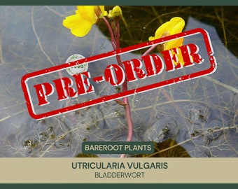 Utricularia vulgaris | Bladderwort | Live Plant | Bareroot | Carnivorous | Good for Mosquito Control | Bright Flowers | Aquatic Plant