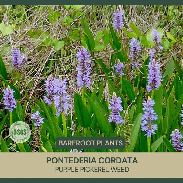 Pontederia cordata | Pickerel Rush | Purple Pickerel Weed | Bareroot | Live Plant | Edible | Native Plant | Flower | Food For Wildlife