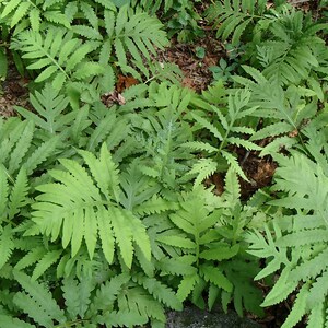 Onoclea sensibilis Sensitive Fern Bareroot Live Plant Freshly Collected Native Plant Wood Fern Family Native Fern image 2