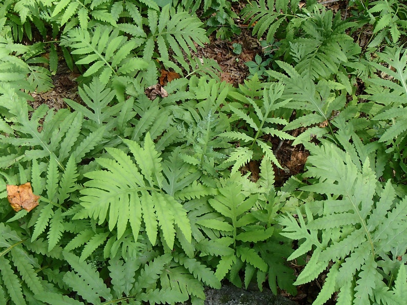 Onoclea sensibilis Sensitive Fern Bareroot Live Plant Freshly Collected Native Plant Wood Fern Family Native Fern image 2