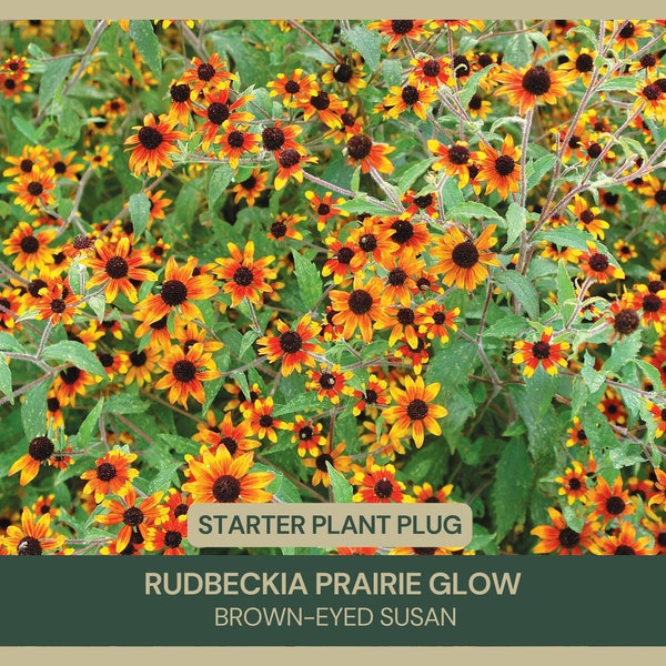 Rudbeckia 'Prairie Glow' | Brown-Eyed Susan | Starter Plant Plug | BiColor Flowers | Perennial Wildflower | Easy-Care | Attracts Pollinators