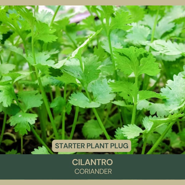 Cilantro | Coriandrum sativum | Starter Plant Plug | Essential Culinary Herb | Fresh Aromatic Leaves | Easy to Grow | Coriander | Shade