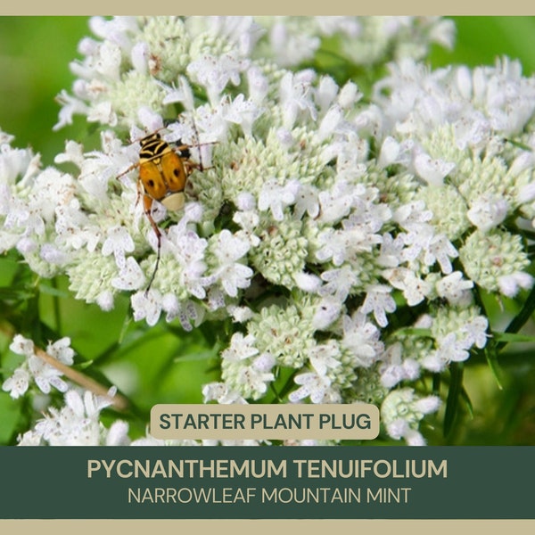 Pycnanthemum tenuifolium | Narrowleaf Mountain Mint | Starter Plant Plug | Live Plant | Fragrant Herb | Native Perennial