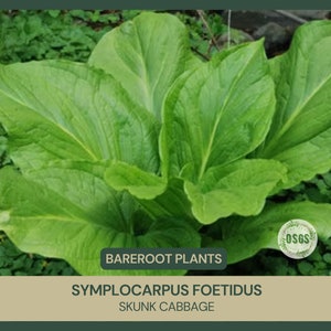 Symplocarpus foetidus | Skunk Cabbage | Bareroot | Live Plant | Freshly Collected | Full Grown | Native Wetland Plant | Medicinal Uses