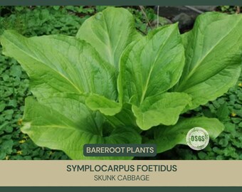 Symplocarpus foetidus | Skunk Cabbage | Bareroot | Live Plant | Freshly Collected | Full Grown | Native Wetland Plant | Medicinal Uses