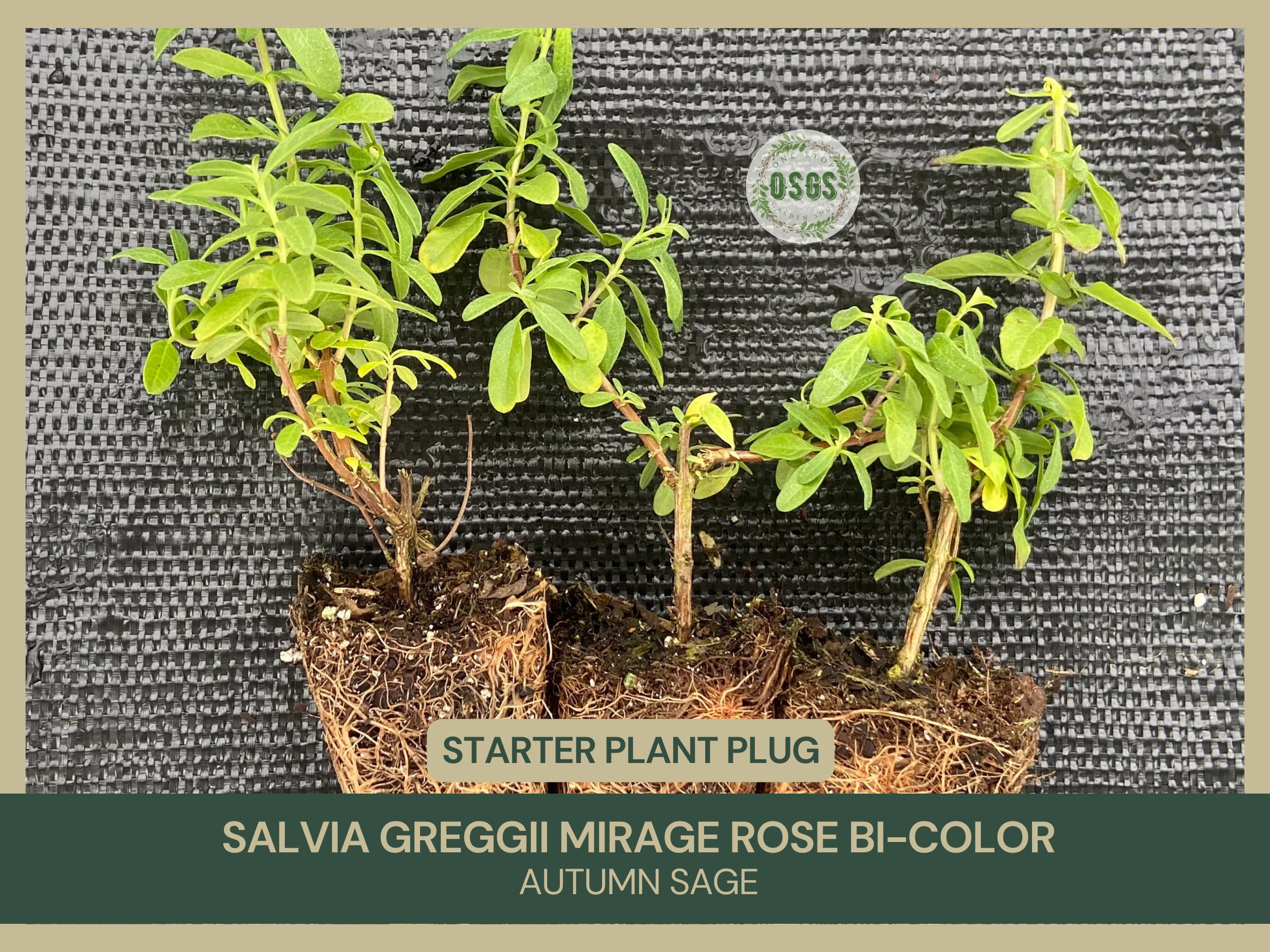 Salvia greggii mirage rose bi-color