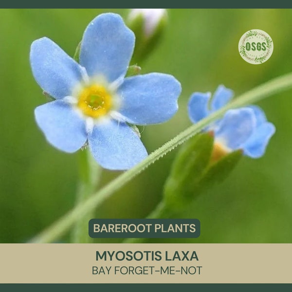 Myosotis laxa | Bay Forget-me-not | Bareroot | Live Plant | Native Wildflower | Freshly Collected