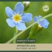 see more listings in the Bareroot Plants section