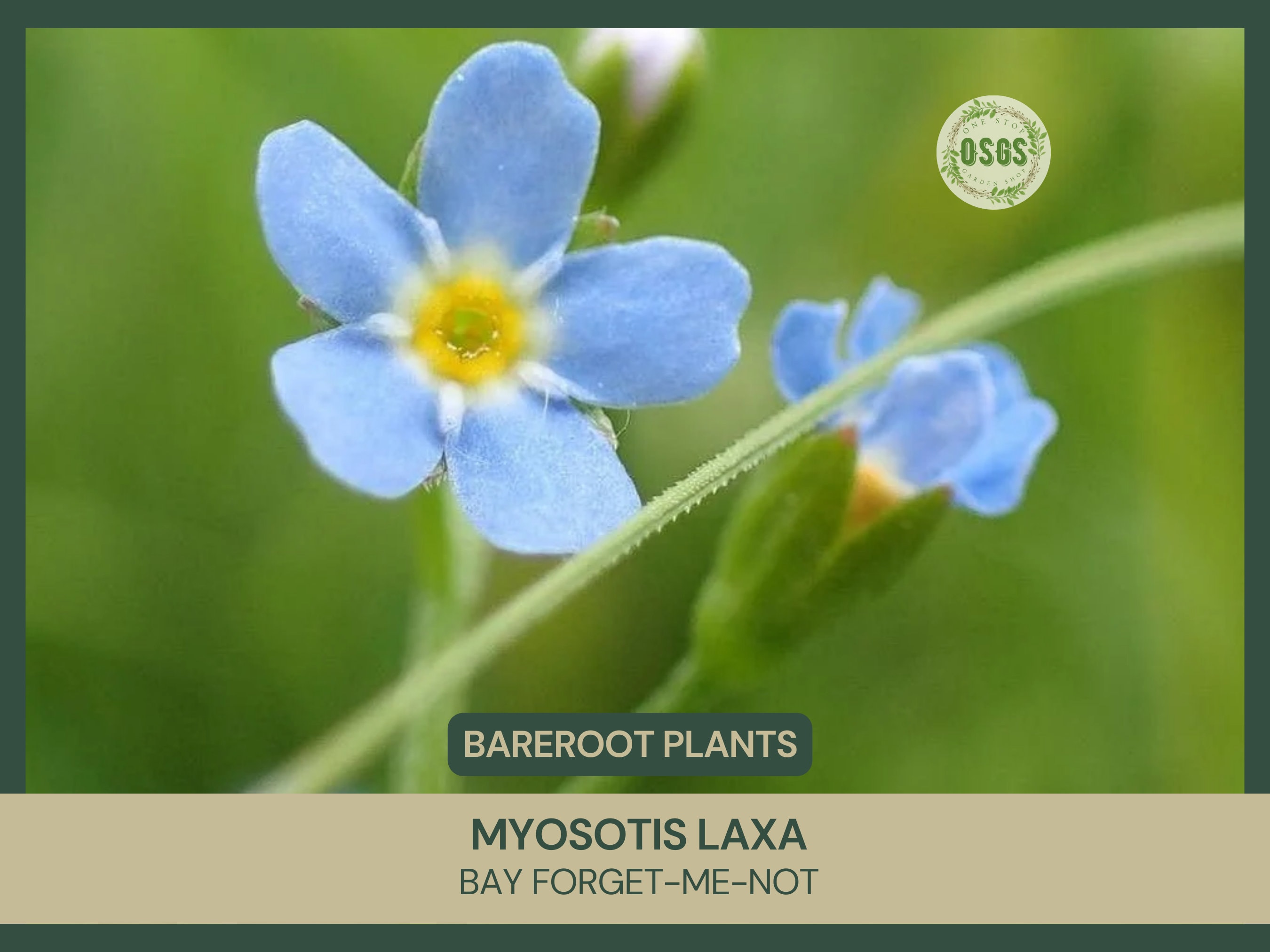 Forget Me Not Scorpioides - Etsy Forget Me Not Scorpioides - Etsy