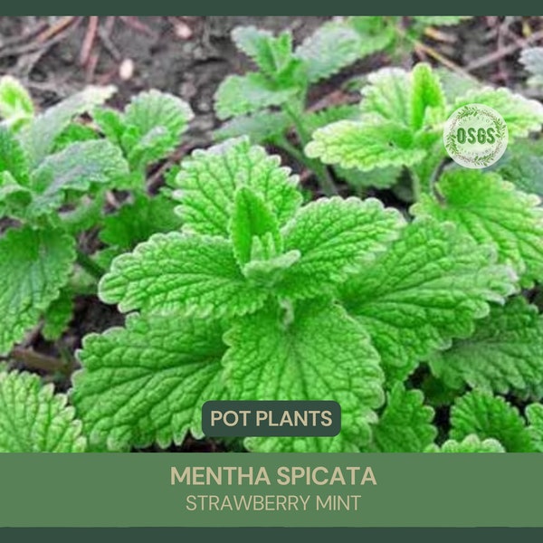 4'' Pot | Mentha spicata | Strawberry Mint | Live Plant | Herbal Tea | Culinary & Medicinal Uses | Flu Cold Ache | Perennial Herb