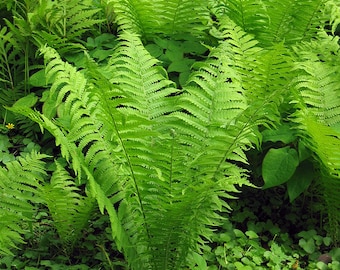 Matteuccia struthiopteris | Ostrich Fern | Bareroot | Live Plant | Freshly Collected | Full Grown | Native Plant | Wood Fern Family