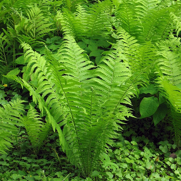 Matteuccia struthiopteris | Ostrich Fern | Bareroot | Live Plant | Freshly Collected | Full Grown | Native Plant | Wood Fern Family