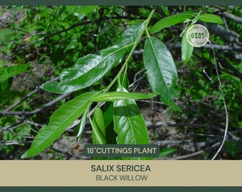18" |  Salix sericea | Silky Willow  | Cut FRESH Each Order | 18" Long | Grafting | Propagation | Native Shrub | Live Stakes | Cuttings