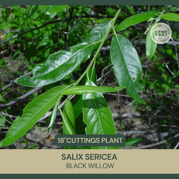 18" |  Salix sericea | Silky Willow  | Cut FRESH Each Order | 18" Long | Grafting | Propagation | Native Shrub | Live Stakes | Cuttings