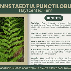 Puede incluir: Un helecho verde de olor a heno, Dennstaedtia punctilobula, con un texto superpuesto que describe sus beneficios para los jardines. El texto destaca su capacidad para atraer vida silvestre, prosperar en condiciones de luz variables y aportar un encanto natural a cualquier espacio exterior.