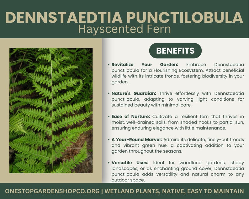 Puede incluir: Un helecho verde de olor a heno, Dennstaedtia punctilobula, con un texto superpuesto que describe sus beneficios para los jardines. El texto destaca su capacidad para atraer vida silvestre, prosperar en condiciones de luz variables y aportar un encanto natural a cualquier espacio exterior.