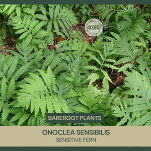 Onoclea sensibilis Sensitive Fern Bareroot Live Plant Freshly Collected Native Plant Wood Fern Family Native Fern image 1