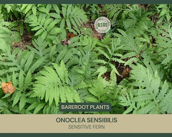 Onoclea sensibilis | Sensitive Fern | Bareroot | Live Plant | Freshly Collected | Native Plant | Wood Fern Family | Native Fern