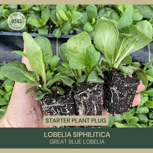 Lobelia siphilitica | Great Blue Lobelia | Starter Plant Plug | Live Plant | Native Wildflower | Perennial | Medicinal Uses | Blue Flower