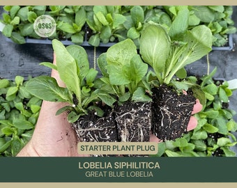 Lobelia siphilitica | Great Blue Lobelia | Starter Plant Plug | Live Plant | Native Wildflower | Perennial | Medicinal Uses | Blue Flower
