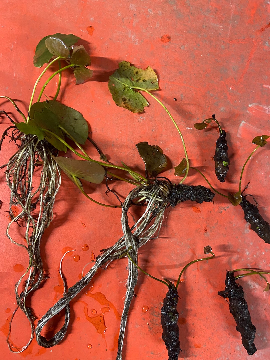 White Water Lily Nymphaea Odorata Tuber Live Plant Bareroot Native Hardy Water Lily Tuber Etsy