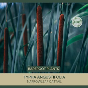 Typha angustifolia | Narrowleaf Cattail | Bareroot | Live Plant | Plant for Water Gardens and Ponds | Freshly Collected | Edible | Wet Plant