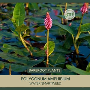 Polygonum amphibium Water Smartweed Bareroot Live Plant Native Wetland Plant Freshly Collected image 1