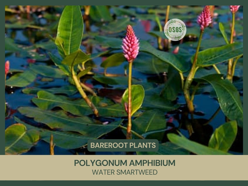 Polygonum amphibium Water Smartweed Bareroot Live Plant Native Wetland Plant Freshly Collected image 1