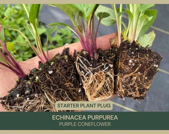 Echinacea purpurea | Purple Coneflower | Starter Plant Plug | Live Plant | Native Wildflower | Perennial | Attracts Hummingbirds & Bees