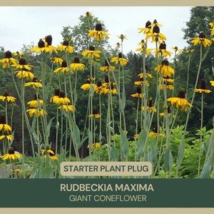 Rudbeckia maxima | Giant Coneflower | Starter Plant Plug | Live Plant | Dramatic Foliage | Pollinator Friendly | Water Garden Favorite