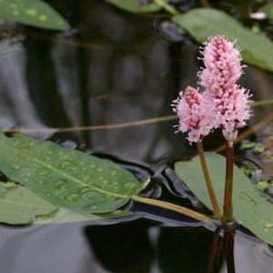 Polygonum amphibium Water Smartweed Bareroot Live Plant Native Wetland Plant Freshly Collected image 2