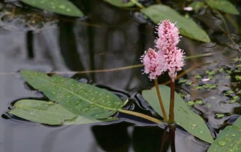 Polygonum amphibium Water Smartweed Bareroot Live Plant Native Wetland Plant Freshly Collected image 2