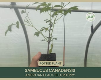 Sambucus canadensis | American Black Elderberry | Potted Plant | Berry | Attracts Pollinators | Heat & Erosion Resistant | Medicinal | Shrub