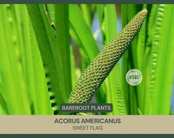 Acorus americanus | Sweet Flag | Bareroot | Live Plant | Medicinal Uses | Freshly Collected Every Order | Water Plant | Pond Plant | Edible