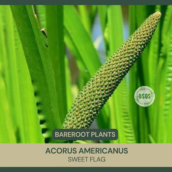 Acorus americanus | Sweet Flag | Bareroot | Live Plant | Medicinal Uses | Freshly Collected Every Order | Water Plant | Pond Plant | Edible