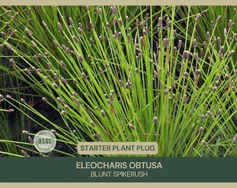 Eleocharis obtusa | Blunt Spikerush | Starter Plant Plug | Wetland Restoration | Live Plant | Sedge Family | Freshly Collected | Aquascape