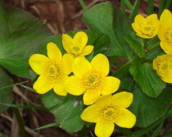 Caltha palustris | Yellow Marsh Marigold | Bareroot | Live Plant | Native Wildflower | Yellow Flower | Grows in Moist Areas | Marginal Plant