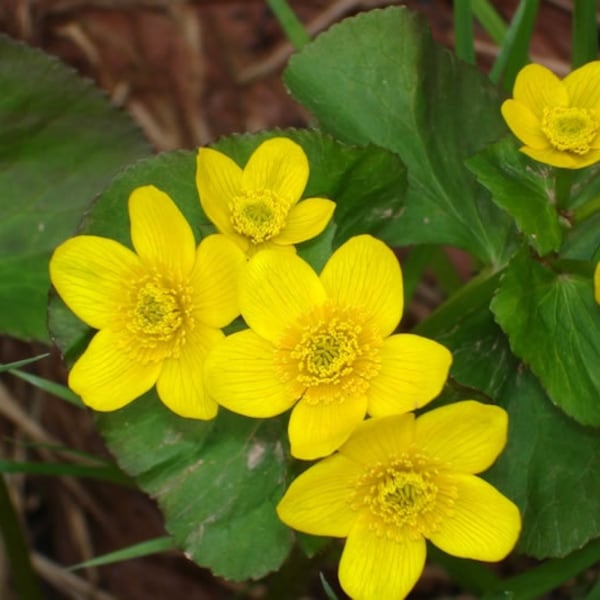 Caltha palustris | Yellow Marsh Marigold | Bareroot | Live Plant | Native Wildflower | Yellow Flower | Grows in Moist Areas | Marginal Plant