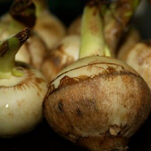 thumbnail image 2 of Sagittaria Rigida Sessilefruit Arrowhead – Bare Root Native Water Plant For Ponds & Water Gardens 2 of 6