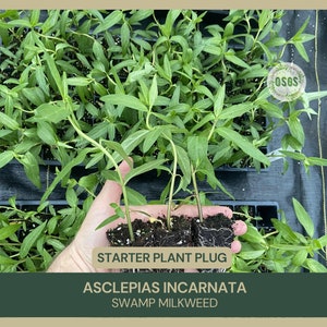 May include: A hand holds a starter plant plug of Asclepias incarnata, also known as Swamp Milkweed. The plant has green leaves and is ready to be planted in a garden.