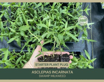 Asclepias incarnata | Swamp Milkweed | Starter Plant Plug | Live Plant | Native Milkweed | Monarch Butterfly Host Plant | Pollinator Plant
