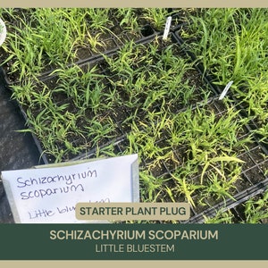 May include: Overhead view of multiple black trays filled with young, green Schizachyrium scoparium, also known as Little Bluestem, starter plants. The image includes a sign that reads "Starter Plant Plug" and the plant's scientific and common names.