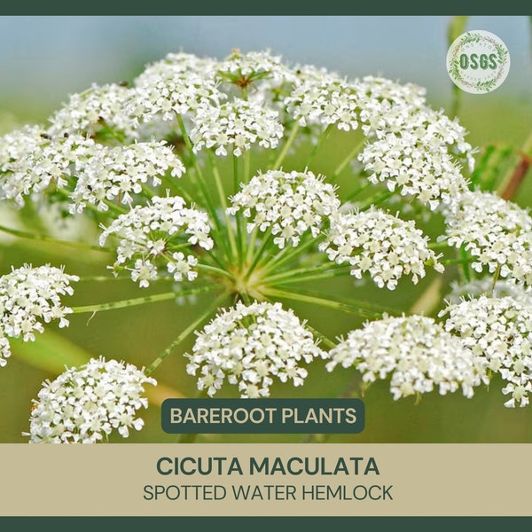 Cicuta maculata | Spotted Water Hemlock | Bareroot | Medicinal | Freshly Collected | Toxic | Native | Poisonous Plant | Do Not Eat